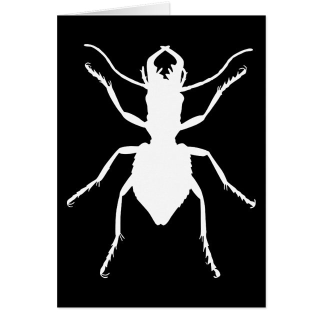 Manticora tuberculata (Devant)