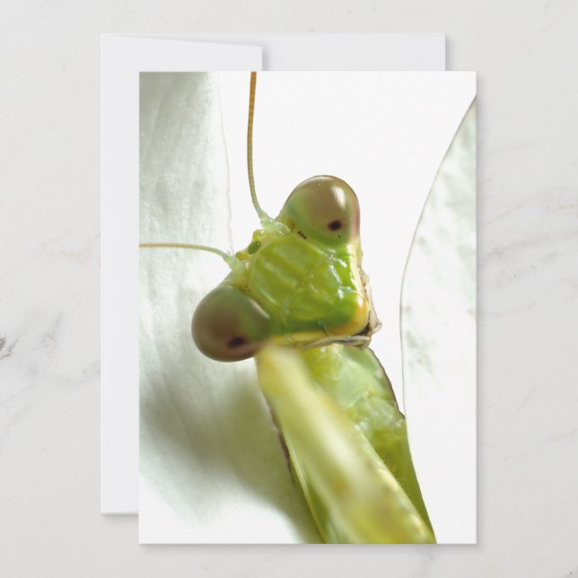 Mantids (Devant)