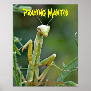 Mantis 475 Affiche