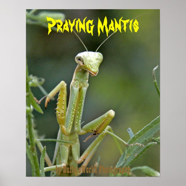 Mantis 475 Affiche (Devant)