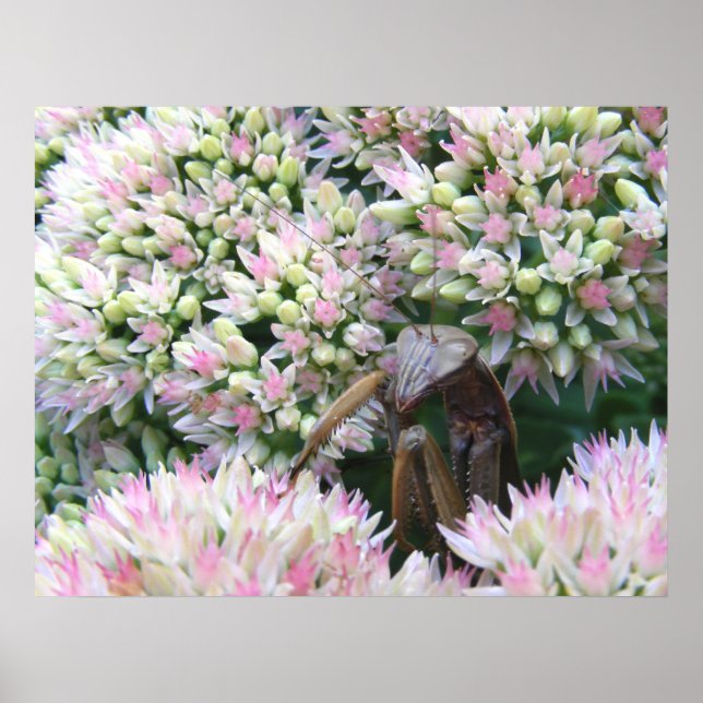 Mantis 79 ~ impression (Devant)