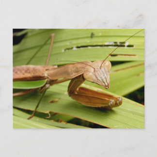 Mantis 83 ~ carte postale
