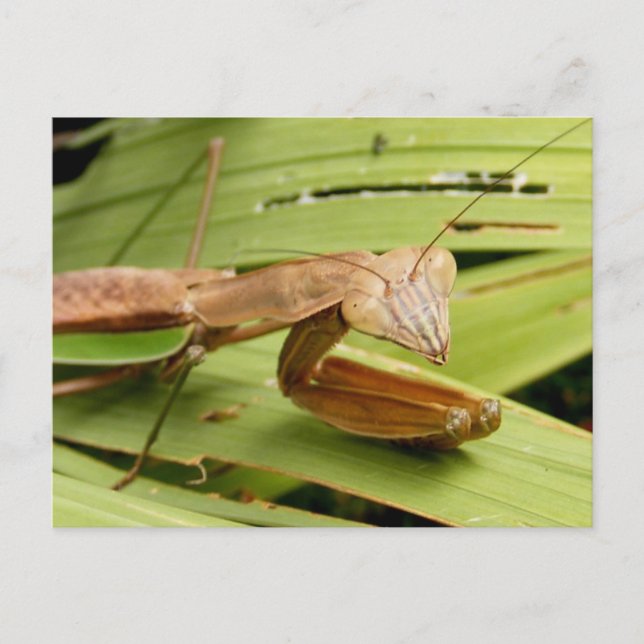 Mantis 83 ~ carte postale (Devant)