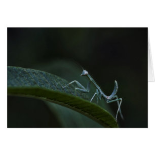 Mantis de prière pour bébé