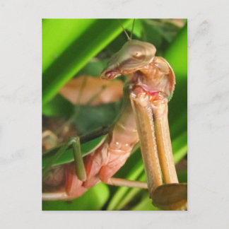 Mantis distraits b ~ carte postale