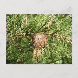 Mantis émergent ~ carte postale