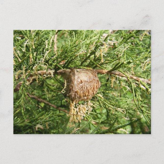 Mantis émergent ~ carte postale (Devant)