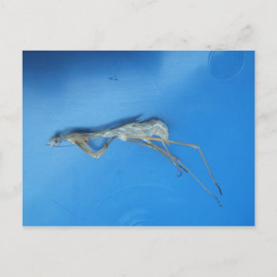 Mantis Skin ~ carte postale