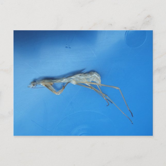 Mantis Skin ~ carte postale (Devant)
