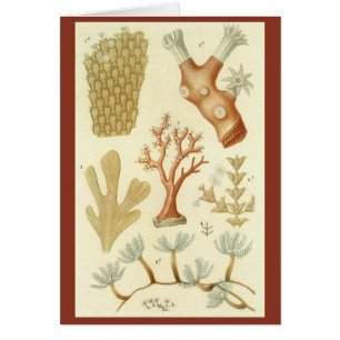 Manuel de sciences Biologie, Animaux de corail vin