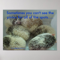 Many pintos poster