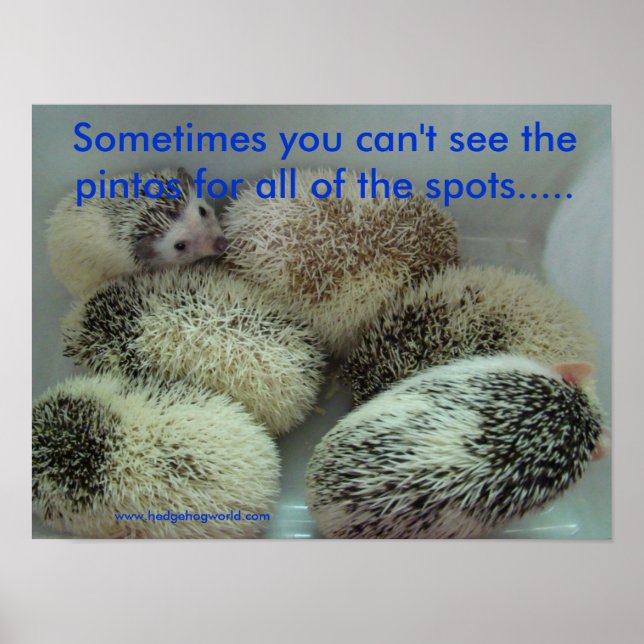 Many pintos poster (Devant)