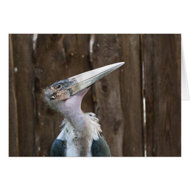 Marabou Stork (Devant horizontal)