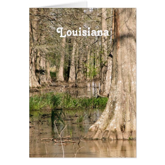 Marais Louisiane (Devant)
