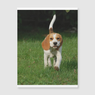 Marche beagle.png