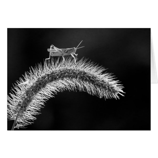 Marche en vol - Grasshopper (Devant horizontal)