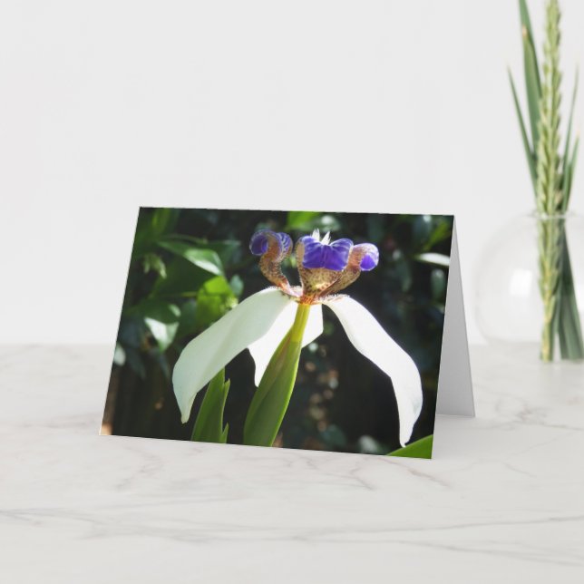 "Marcher Iris 2." Carte de vœux (Devant)