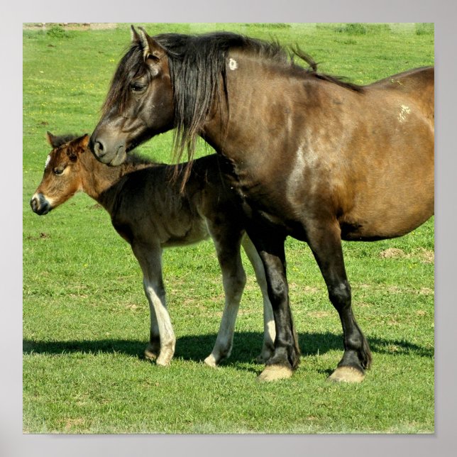 Mare and Foal Poster Print (Devant)