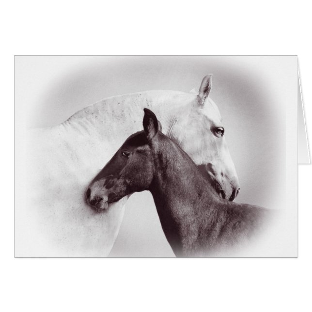 Mare blanche espagnole andalouse avec poulain noir (Devant horizontal)