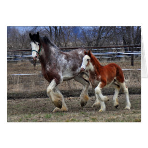 Mare & colt en cours d'exécution