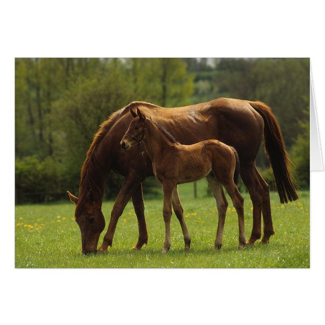 Mare et Foie Thoroughbred 2 (Devant horizontal)