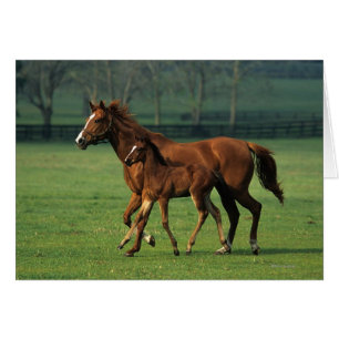 Mare et poulain à bec thoroughbred 3