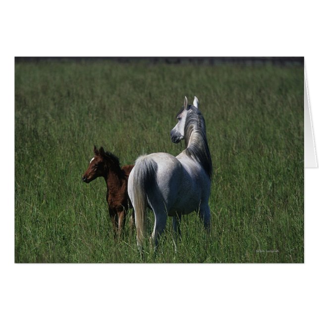 Mare et poulain arabe (Devant horizontal)