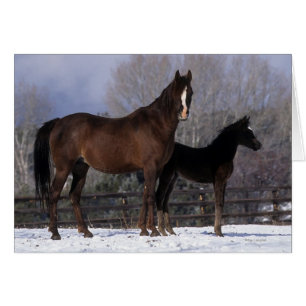 Mare et poulain arabe en neige