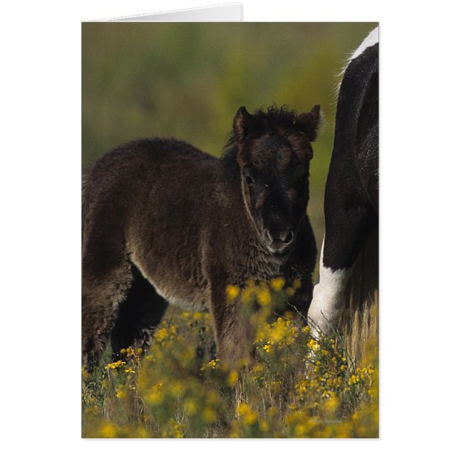 Mare miniature et Foal dans les fleurs (Devant)