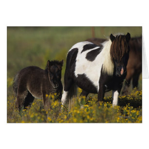 Mare miniature et Foal dans les fleurs