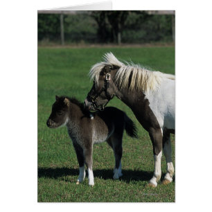 Mare miniature et pied de poulain