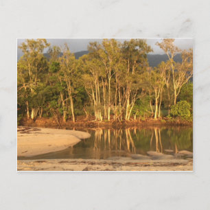 Marécage tropical près de la carte postale de Palm