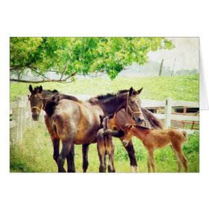 Mares et poulains