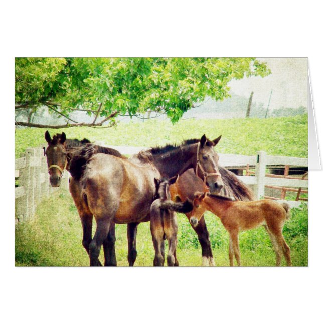 Mares et poulains (Devant horizontal)