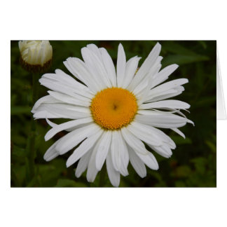 Marguerite