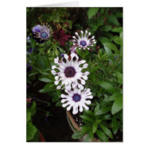 Marguerite africaine blanche