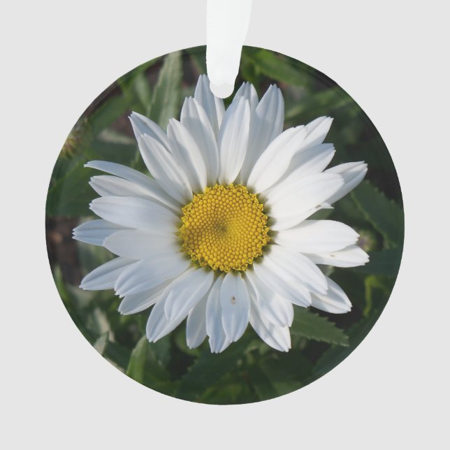 Marguerite blanche (devant)