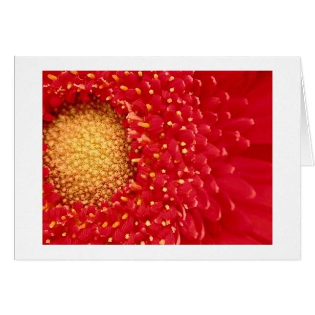 Marguerite de Gerber (Devant horizontal)