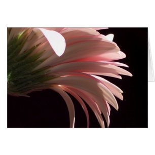 marguerite de gerbera