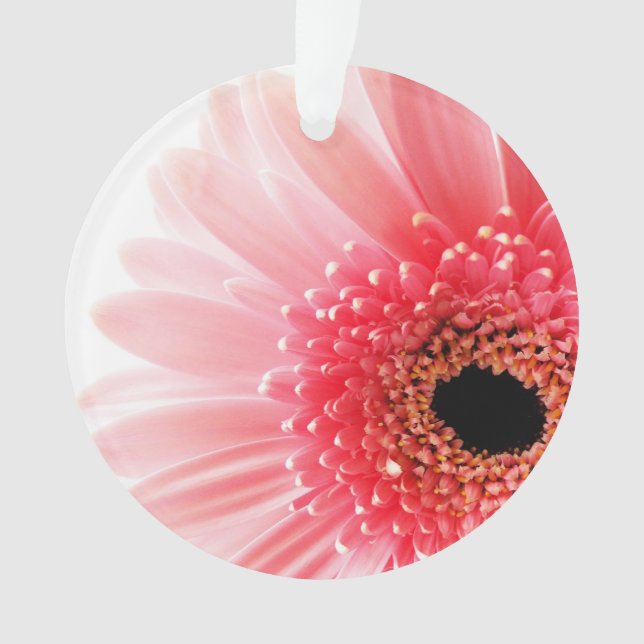 Marguerite gerbera  (devant)