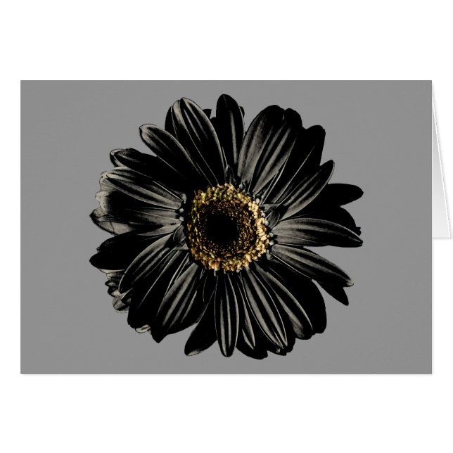 Marguerite noire (Devant horizontal)