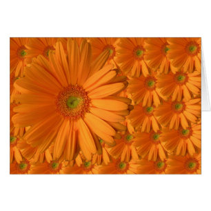 Marguerite orange de Gerber