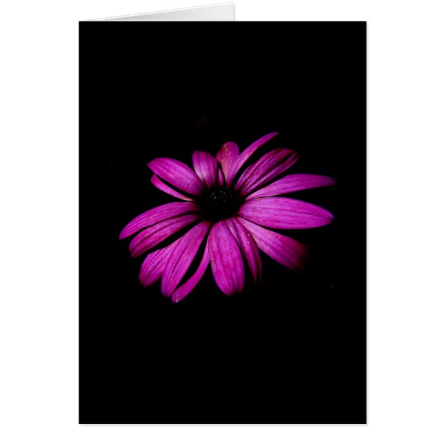 Marguerite pourpre (Devant)