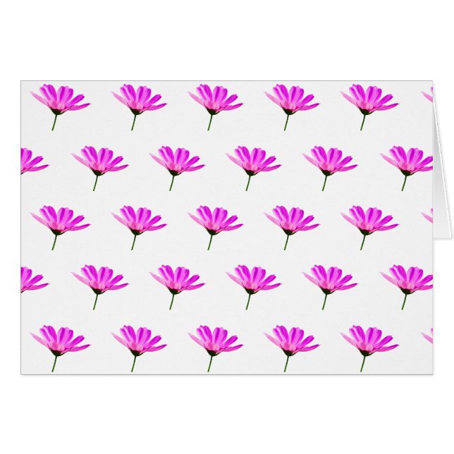 Marguerite rose   (Devant Horizontal)