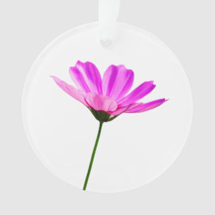 Marguerite rose