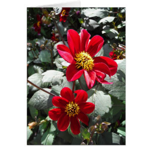 marguerite rose chaud rouge / marguerites fleurs