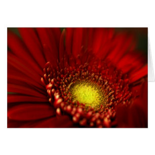 Marguerite rouge de Gerbera