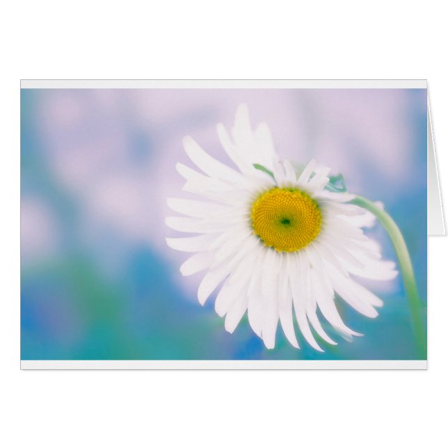 Marguerite tordue (Devant horizontal)