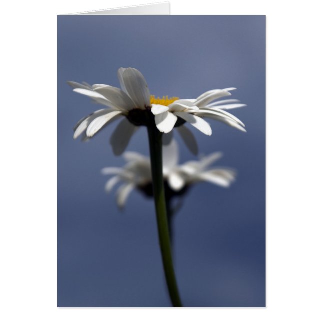 Marguerites (Devant)