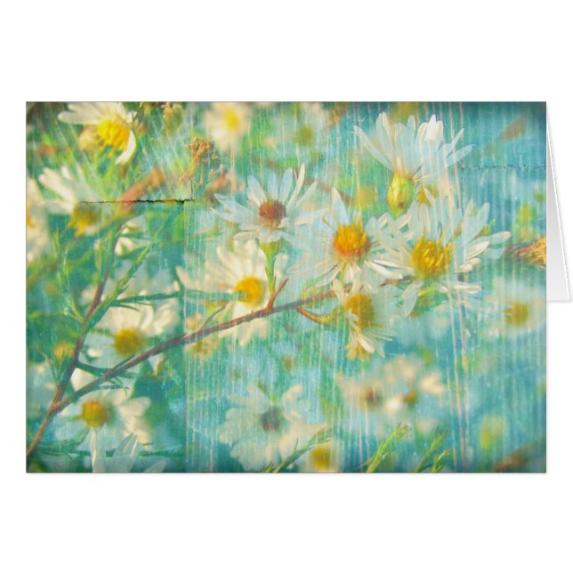 Marguerites (Devant horizontal)